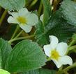 Fragaria chiloensis Sand Strawberry has white flowers and usually only produces berries near the coast. - grid24_3