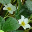 Fragaria chiloensis Sand Strawberry has white flowers and usually only produces berries near the coast. - grid24_24