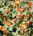 Sphaeralcea ambigua, Desert Mallow flower spikes. - grid24_3