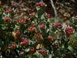 Arctostaphylos luciana is a wonderfully gray groundcover with decent flowers and an awsume beey. - grid24_3