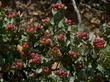 Arctostaphylos luciana is a wonderfully gray groundcover with decent flowers and an awsume beey. - grid24_24