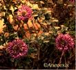 Monardella crispa wavyleaf dune mint - grid24_3