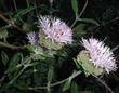 Big flowers that the butterflies like. - grid24_3