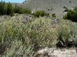 Salvia Dorrii, Purple Desert sage in the interface between Joshua tree and Pinyon Juniper woodland  - grid24_24