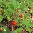 Fragaria californica Wood Strawberry is edible and although small, tasty. It does well in a container. - grid24_3