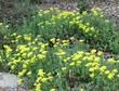 The Shasta Sulfur flowered buckwheat - grid24_24