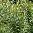 Myrica californica, Pacific Wax Myrtle leaves - grid24_3