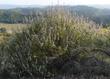 A twenty year old Salvia mellifera, Black sage - grid24_3