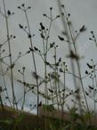 Scrophularia atrata, Bumble Bee Plant, you can see why they call it Black - grid24_3