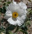 The flowers of an Argemone munita, Prickly Poppy, grows in disturbed soil, in the mountains, desert and chaparral edges of California.  - grid24_3