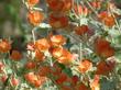 Sphaeralcea ambigua, Desert Mallow makes great flower. - grid24_3