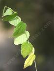 A section of stem with leaves, of Celtis reticulata, Hackberry, not very common in California. - grid24_24
