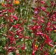 Desert Beardtongue (Penstemon pseudospectabilis) - grid24_3