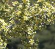 There are so many flowers on this Purshia stansburiana, Cliff Rose, that you can barely see the leaves.  - grid24_3