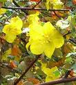 Fremontodendron californicum napensis is fast and very unstable in Southern California  - grid24_24