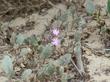 Abronia umbellata, Purple Sand Verbena  - grid24_3