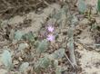Abronia umbellata, Purple Sand Verbena  - grid24_24