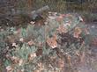 Eriogonum arborescens, Santa Cruz Island Buckwheat turns brown as the flowers get older. - grid24_3