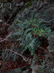 This  fern,  Pellaea andromedifolia, Coffee Fern, commonly grows near rocks. - grid24_3