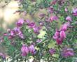 Pickeringia montana, Chaparral Pea, really stands out when in flower, against the shades of green in the chaparral.  - grid24_3