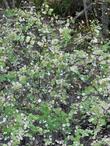 Symphoricarpos albus laevigatus, Common Snowberry going deciduous with berries. - grid24_3