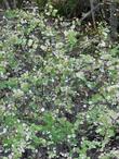 Symphoricarpos albus laevigatus, Common Snowberry going deciduous with berries. - grid24_24