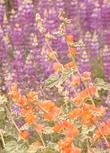 Sphaeralcea ambigua,  Desert Mallow with Silver Lupine. - grid24_3