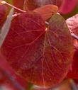 Fall color on a Westeren Redbud, Cercis occidentalis - grid24_24