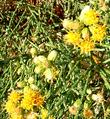 Lepidospartum squamatum, Scale Broom, is a strange-looking plant that attracts insect pollinators, and controls erosion here in its seasonal creek habitat.  - grid24_3