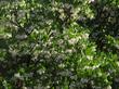 Dr. Hurd manzanita in flower - grid24_3