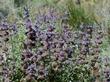 Three Painted Lady Butterflies and one Sphinx moth on Salvia dorrii, Desert Sage - grid24_3