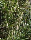 Garrya flavescens pallida Pale Ashy Silk-tassel Bush - grid24_24