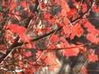 Rhus trilobata, Squaw Bush Sumac with the fall color of red. - grid24_24