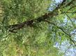 Quercus kelloggii, Kellogg Oak with our old Jeep under it. - grid24_3