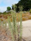 Heterotheca grandiflora, Telegraph Weed bush - grid24_3