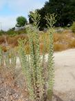 Heterotheca grandiflora, Telegraph Weed bush - grid24_24
