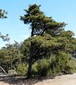 A Cupressus sargentii,  Sargent Cypress tree on top of Cuesta  Ridge north of San Luis Obispo - grid24_3