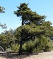 A Cupressus sargentii,  Sargent Cypress tree on top of Cuesta  Ridge north of San Luis Obispo - grid24_24