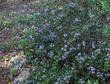 Ceanothus Mills Glory as groundcover - grid24_3