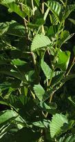 Alnus rubra, Red Alder, is a great plant for erosion control, and fixes nitrogen. - grid24_3