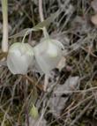 Calochortus albus, Fairy Lantern can be white or pink - grid24_3