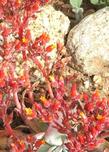 Dudleya cymosa - canyon dudleya, canyon liveforever, Rock Lettuce - grid24_3