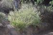 Salvia mellifera, Black sage is native behind the nursery in Santa Margarita - grid24_3