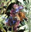 A Salvia Celestial Blue flower with American Beauty Butterfly - grid24_24