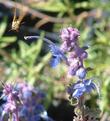 Trichostema lanatum, Woolly Blue Curls with a skipper butterfly - grid24_3