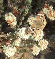 Eriogonum fasciculatum var. polifolium; Rosemary Flat-Top Buckwheat with a Buckeye Butterfly - grid24_24