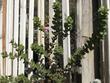 Arctostaphylos purissima, Burton Mesa Groundcover - grid24_3