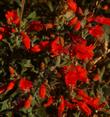 Zauschneria latifolia viscosa flowers - grid24_3