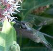 Asclepias speciosa, Showy Milkweed with an Anna Hummingbird - grid24_3