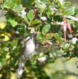Ribes speciosum Fuchsia-Flowering Gooseberry - grid24_3
